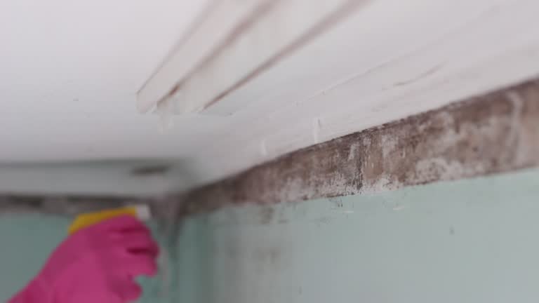 Best Commercial Mold Inspection  in Reidville, SC